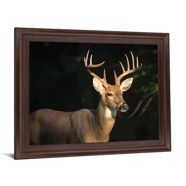 Like Nature - Premium Taxidermy Supply Webshop