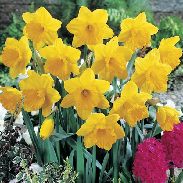 Van Bourgondien Dutch Master Trumpet Daffodil Dormant Spring Flowering Bulbs (100-Pack)