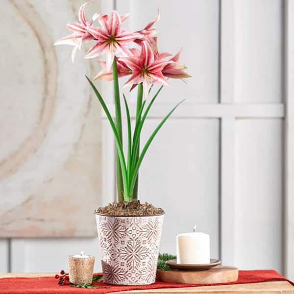 Gardens Alive! Sweet Lillian Pink and White Flowering Amaryllis (Hippaestrum) Bulb Holiday Gift Kit in a Decorative 6 in. Pot
