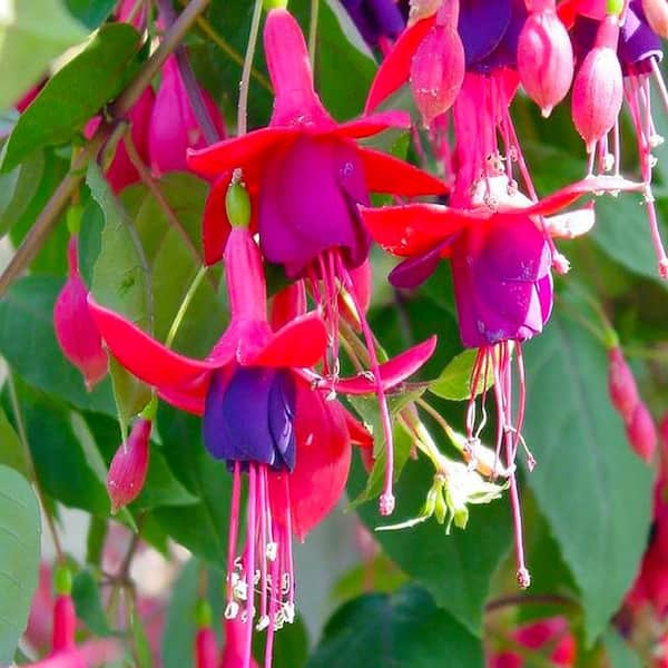 11 in. Fuchsia Annual Hanging Basket with Vibrant Pink and Purple Blooms  17424 - The Home Depot