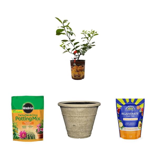 1 Gal. Meyer Lemon Tree, 8 qt. Citrus Potting Mix, 18 in. LavaStone Planter and 4 lbs. Citrus Plant Food Combo