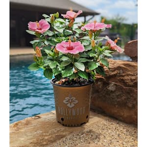 1 Gal. Hollywood America's Sweetheart Pink and White Flower Annual Hibiscus Plant