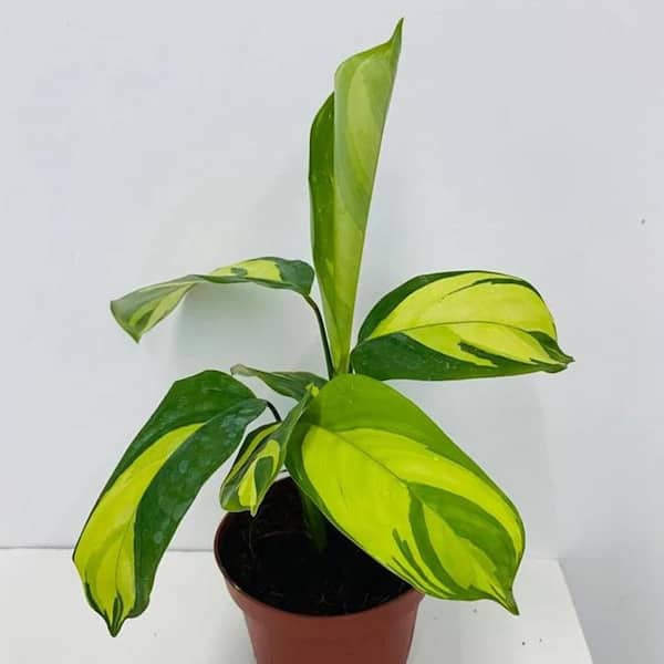Wekiva Foliage Calathea Pilosa-Live Plant in a 4 in. Growers Pot-Calathea Ctenanthe 'Pilosa'-Easy Care Indoor Houseplants