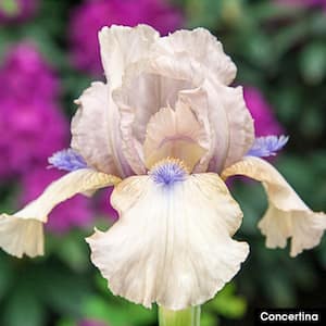 Concertina Bearded Iris Rose Pink Flowers Live Bareroot Plant with Blue Accents