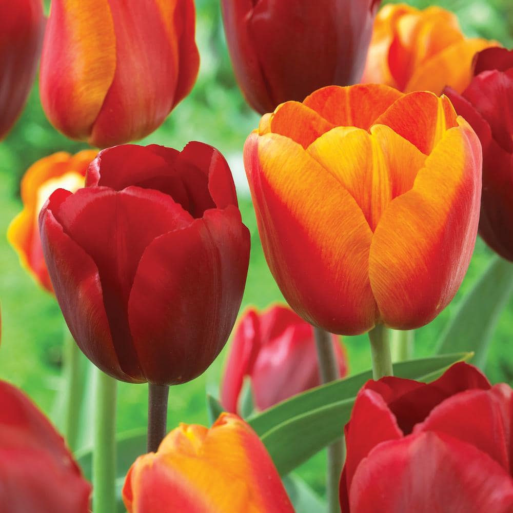 Miracle-Gro 12/ cm, Red and Orange Mix Darwin Hybrid Tulip Flower Bulbs (Bag of 25)