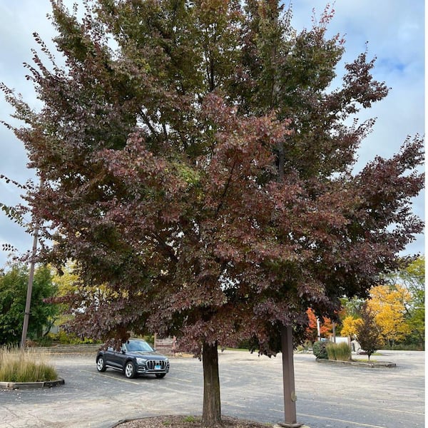 Unbranded 7 Gal. Frontier Elm Shade Tree