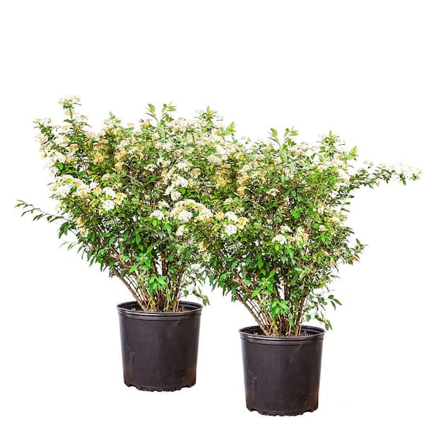 ウィロー('88米) Tricolor Willow (Salix integra 'Hakuro Nishiki') in Richmond