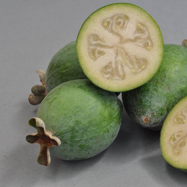 Pineapple Guava Tree Leaves