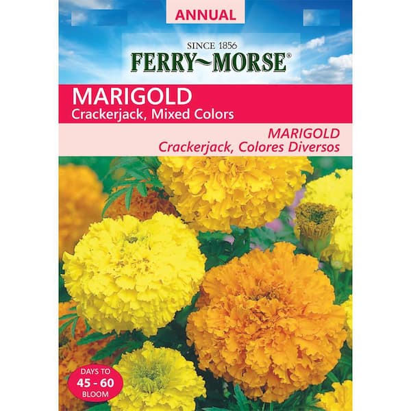 Ferry-Morse Marigold Crackerjack Mixed Colors Flower Seeds (Seed Packet)  450-mg at