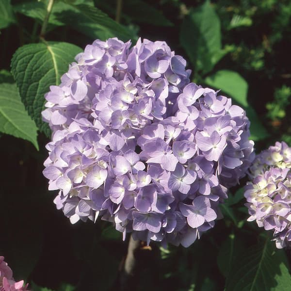 Cottage Gardens 8 In Bloomstruck Hydrangea Shrub With Purple Flowers 71162 The Home Depot