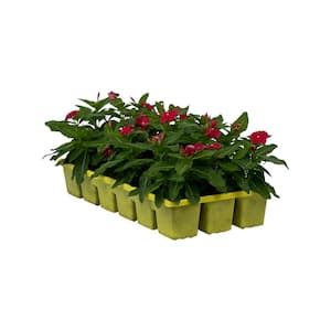 1.97 Gal. Vinca Cora Red Flower in 2.75 in. Cell Grower's Tray (18- Plant)