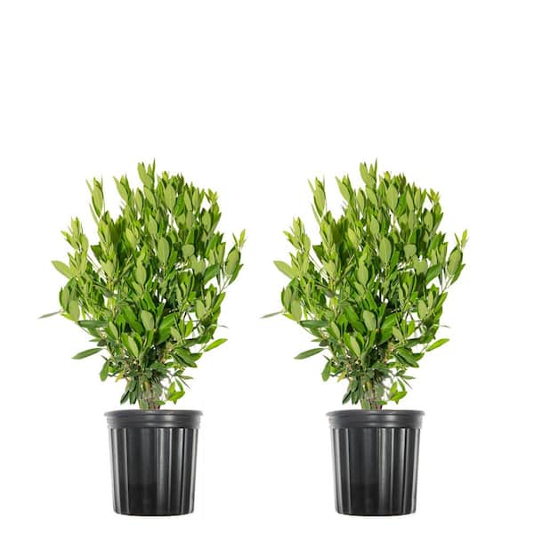 3 Gal. Ocala Anise Shrub (2-Pack)