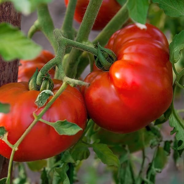 national PLANT NETWORK 2.5 in. Chef's Choice Red Tomato Plant (3-Pack)
