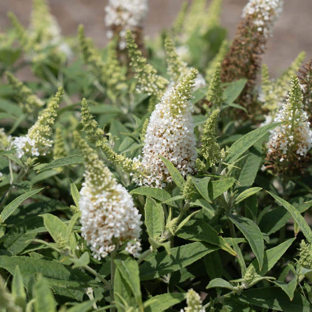 4 in. Buddleia Dapper White Shrub with White Flowers (3-Pack) price history on PriceWatchPro