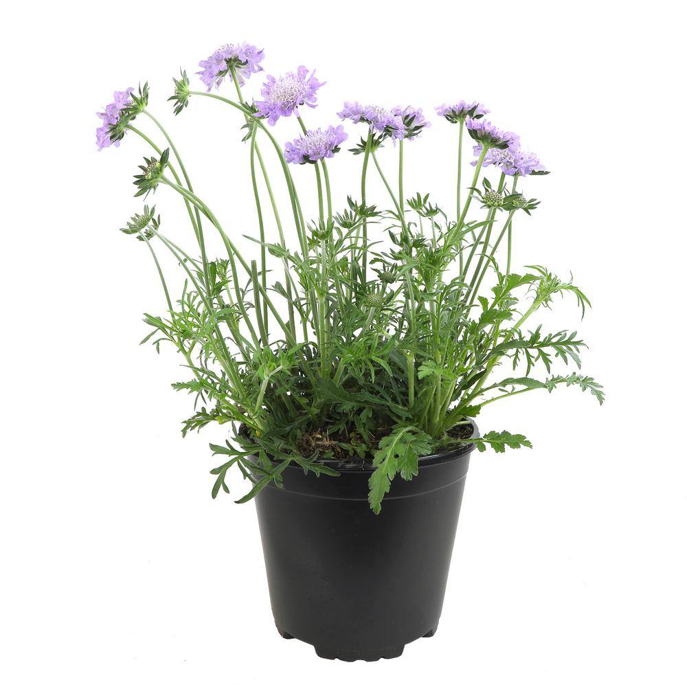 Butterfly Blue Scabiosa Flower in Black Container