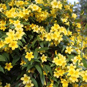 #5 container Yellow Flowering Carolina Jasmine Perennial Vine Plant With Stake