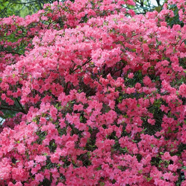 national PLANT NETWORK 1 Gal. Azalea Chinzan Flowering Shrub with