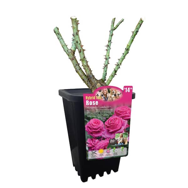 Unbranded MIRANDA LAMBERT SHOWPOT ROSE