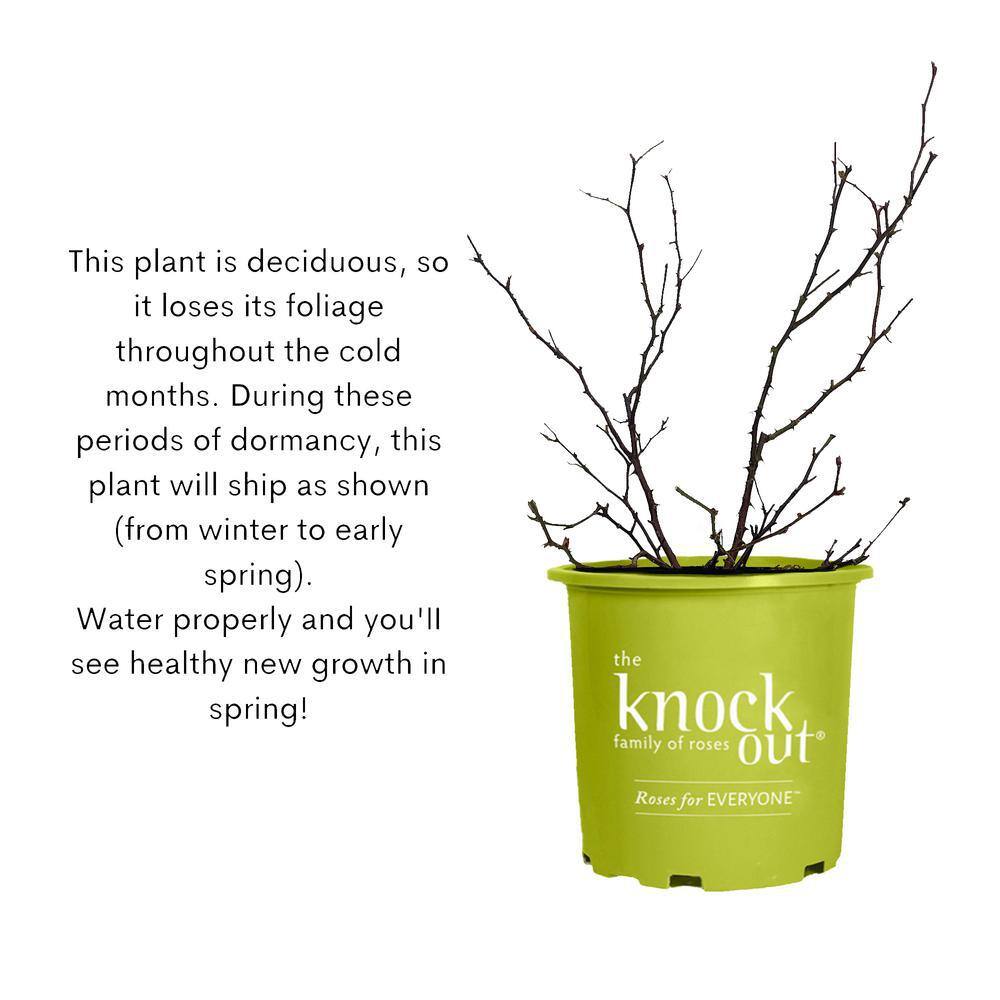 Coral Knock Out Rose Shrub in 1-Gallon Container