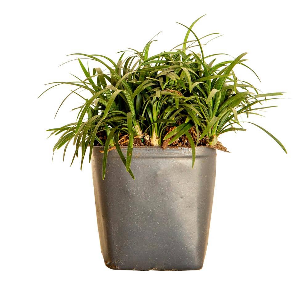 Dwarf Mondo Grass 3 1/4 in. Pots (54-Pack) - Groundcover Plant price history on PriceWatchPro