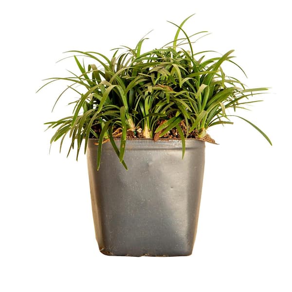 Dwarf Mondo Grass 3 1/4 in. Pots (54-Pack) - Groundcover Plant