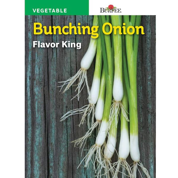 Burpee Onion Flavor King Seed