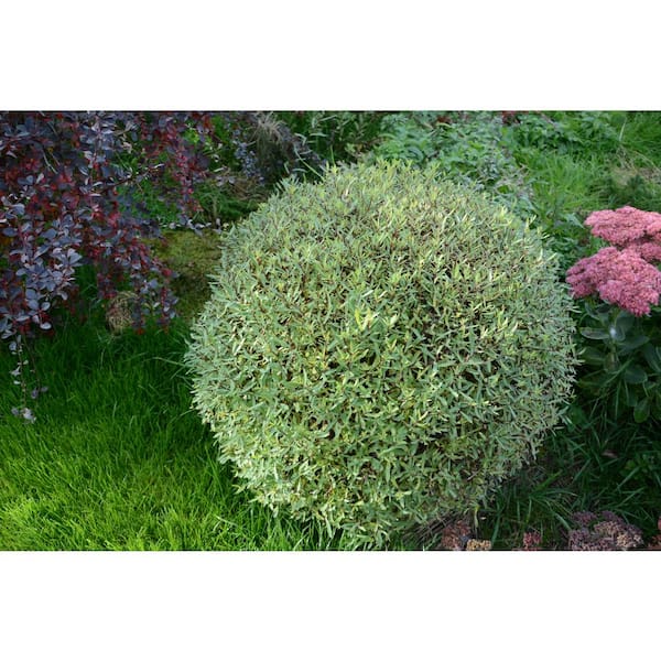 Online Orchards 1 Gal. Dwarf Blue Arctic Willow Shrub