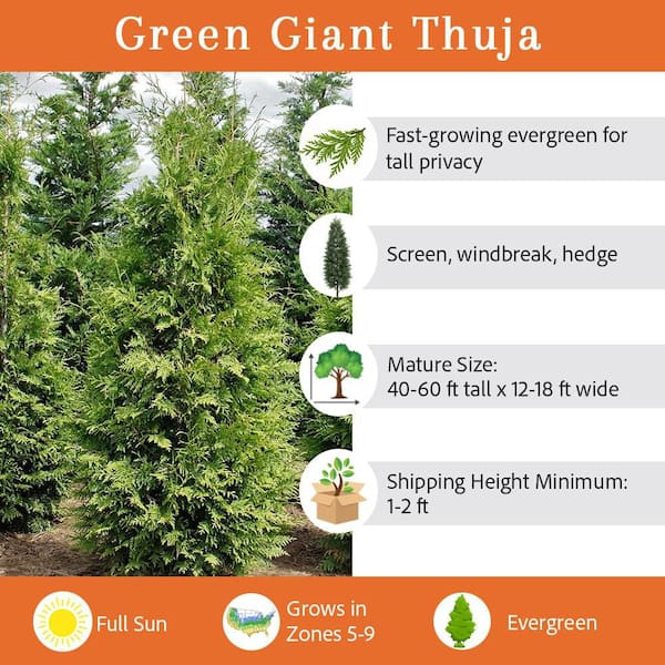 1 Gal. Thuja Green Giant Evergreen Tree