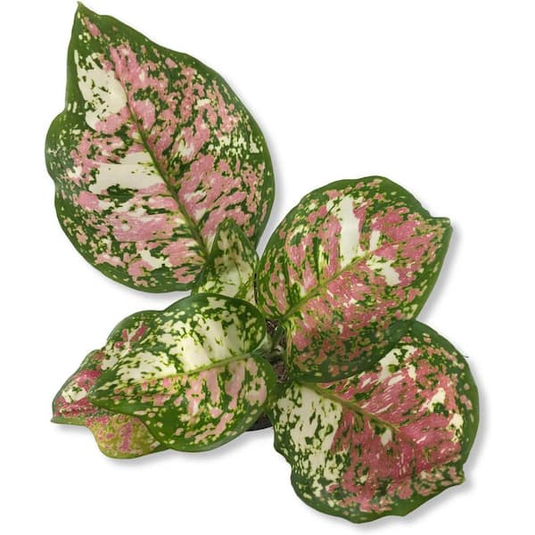 Wekiva Foliage 4 in. Pink Tricolor Aglaonema - Live Plant in a Pot - Aglaonema  Pictum Tricolor - Rare Beautiful Indoor Houseplant PinkTricolorAglaonema4 -  The Home Depot