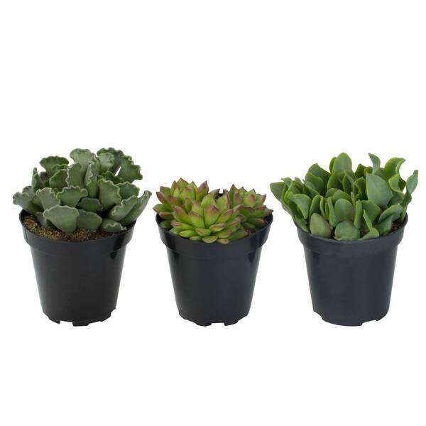 ALTMAN PLANTS 3.5 in. Shades of Green Succulent Collection (3-Pack)