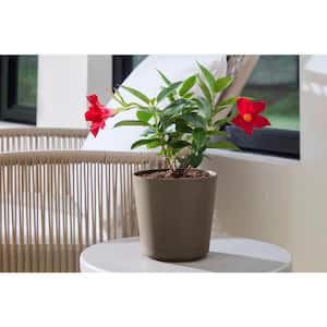 6 in. Kyra Small Chocolate Plastic Planter (6 in. D x 5.5 in. H) with Attached Saucer
