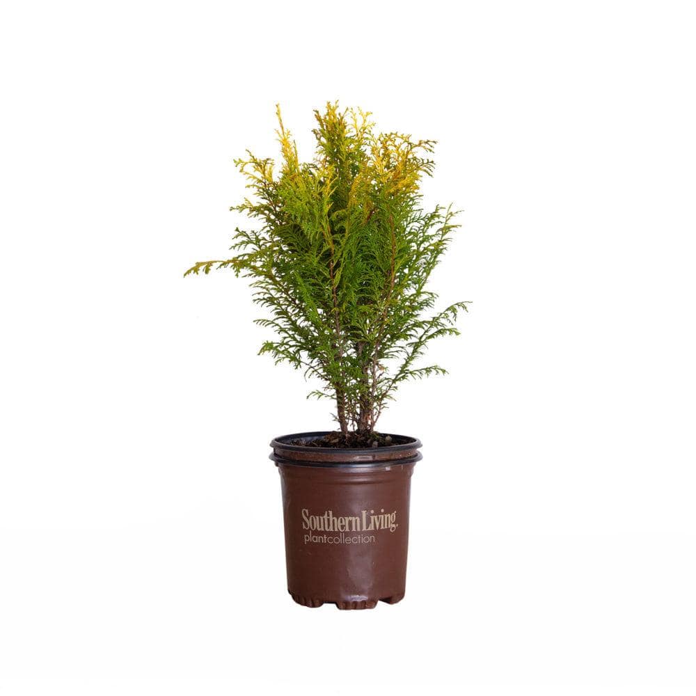 Light Show® Red Bottlebrush - Southern Living Plants