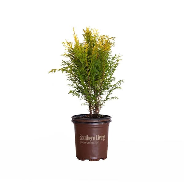 SOUTHERN LIVING 2.5 qt. Night Light Chamecypris (False Cypress), Evergreen Shrub with Bright Yellow and Green Foliage