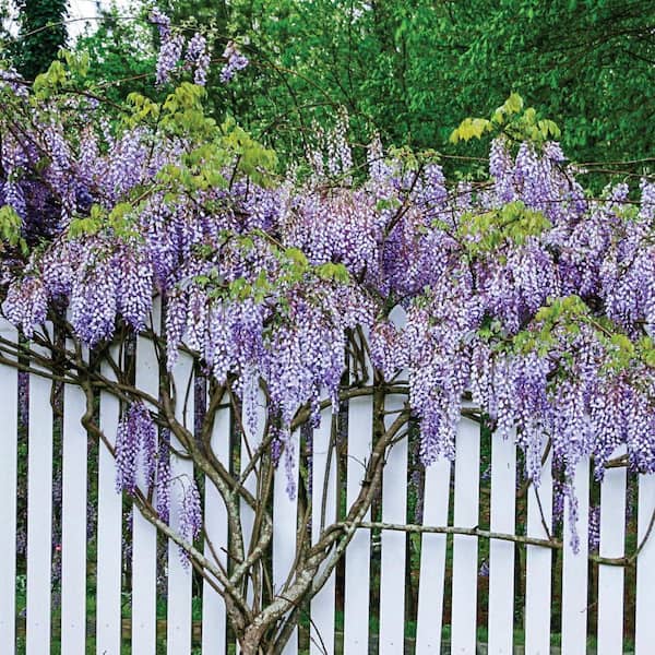 DIRECT GARDENING Blue Moon Reblooming Wisteria, Live Deciduous Bareroot  Plant, Purple Flowering Perennial Vine (1-Pack) 76911 - The Home Depot