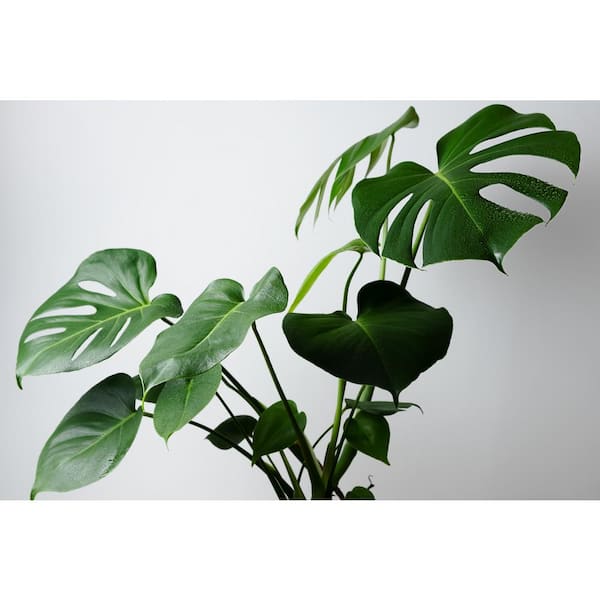 BELL NURSERY Monstera Plant in 10 in. Geo Weave Planter 1004385457 - The Home  Depot