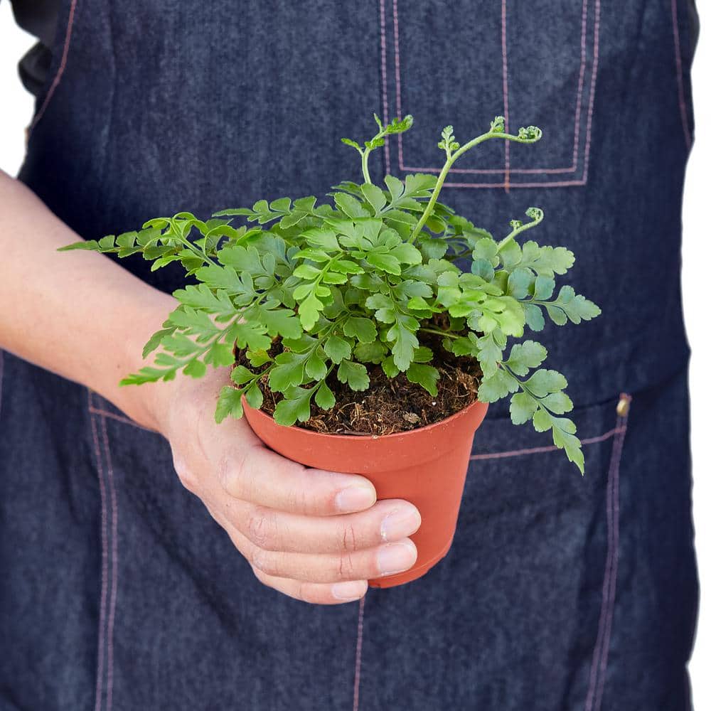 Austral Gem Fern in 4" Terracotta Nursery Pot