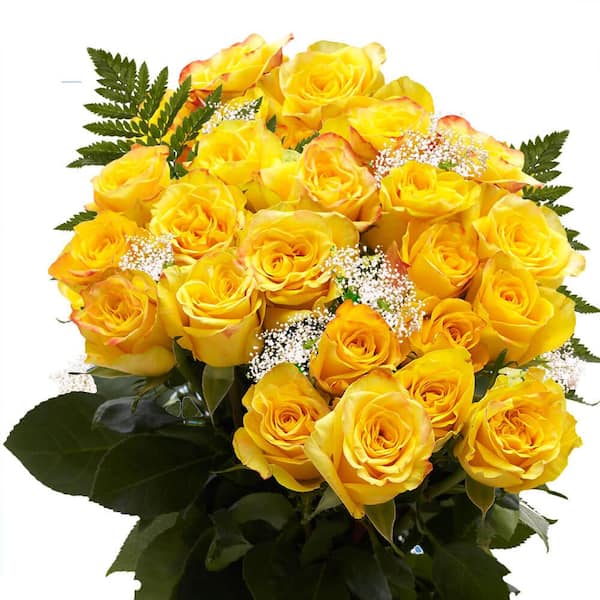 Globalrose 2-Dozen Yellow Roses with Baby's Breath and Green- Fresh ...