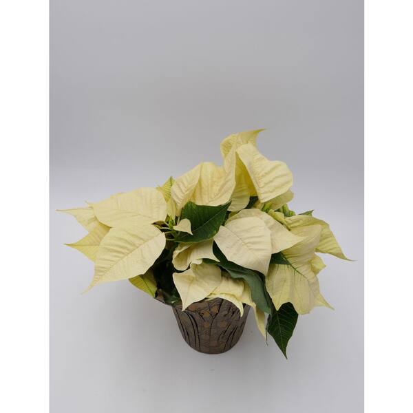 BELL NURSERY 4.5 in. White Poinsettia Live Holiday Plant with Decorative Pot Cover