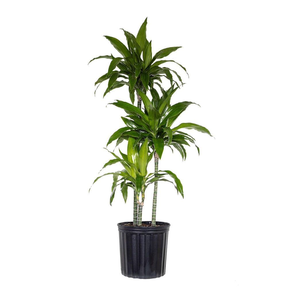 10 in. Dracaena Janet Craig Plant in Grower Pot price history on PriceWatchPro