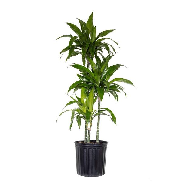 10 in. Dracaena Janet Craig Plant in Grower Pot