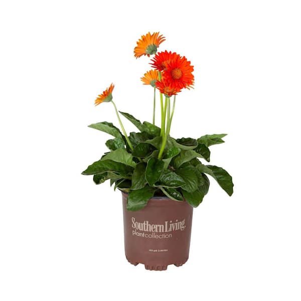 SOUTHERN LIVING 2.5 qt. Orange Garden Jewels Gerbera Daisy Perennial Plant with Orange Flowers