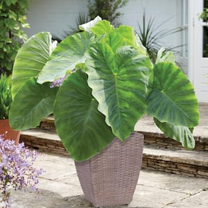 Elephant Ear Patio Kit With Decorative Ratten Planter, Planting Medium and Bulb (Set of 1)