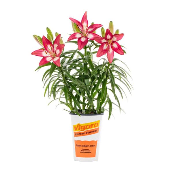 METROLINA GREENHOUSES 2.5 Qt. Perfect Joy Pink Asiatic Lily Plant