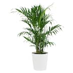 1.9 Gal. Cataractarum Cat Palm Plant in 9.25 In. Designer Pot