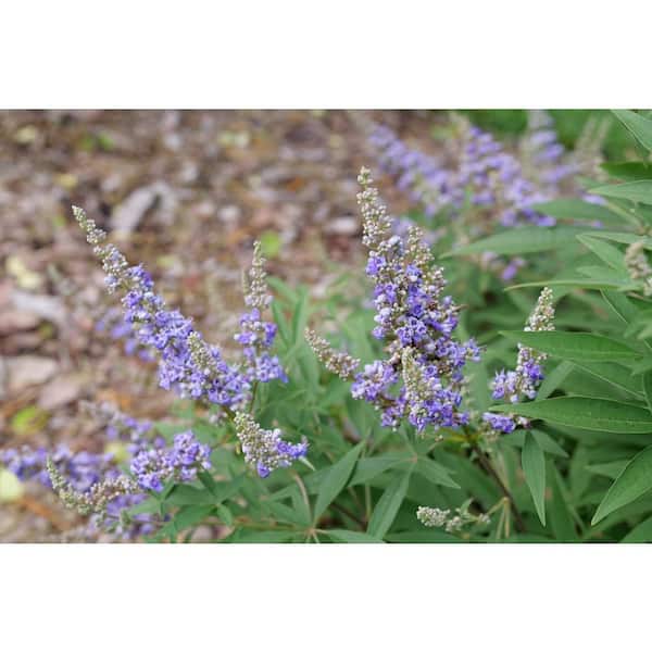 Proven Winners 4.5 in. qt. Rock Steady Chastetree (Vitex agnus-Castus) Live Flowering Shrub with Purple Flowers
