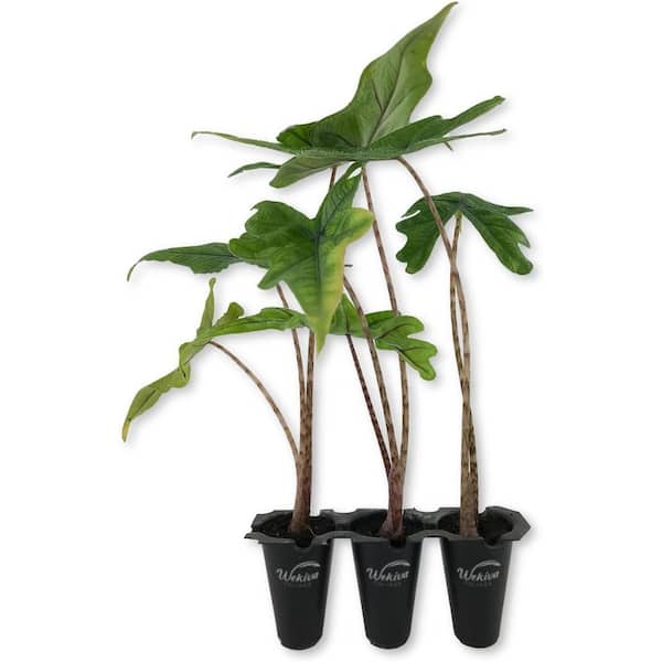 Wekiva Foliage Alocasia Jacklyn-3 Live Starter Plants in 2 in. Grower's Pots-Alocasia Sulawesi-Houseplant
