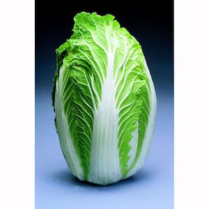 6PK Cabbage - Chinese