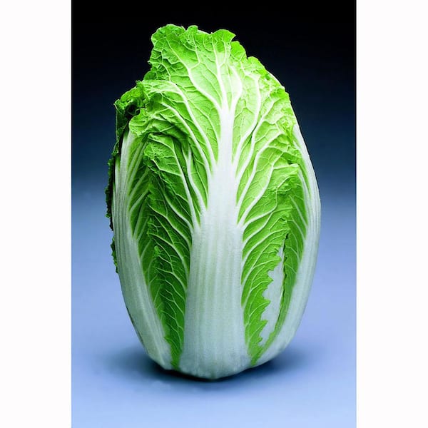 Bonnie Plants 6PK Cabbage - Chinese