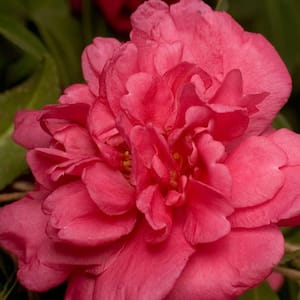 2 Gal. Alabama Beauty Camellia(sasanqua) - Evergreen Shrub with Rosy-Red Double Blooms