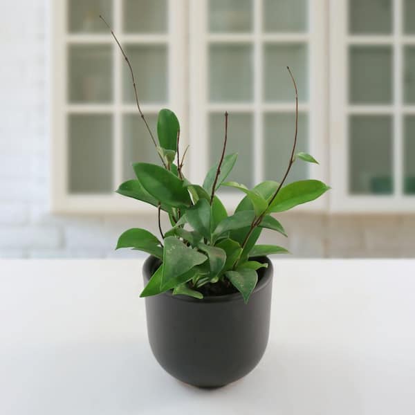 national PLANT NETWORK 4 in. Hoya Pubicalyx Green Plant in Grower